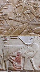 Details from scenes from the mastaba of Kagemni, a judge and a priest from the 6th Dynasty. TOP: detail from a fishing scene, BOTTOM: detail showing the milking of a cow.